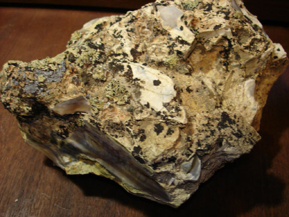 mcdermitbogwood